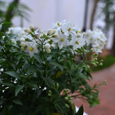 Niche Boutique 4* Tirana