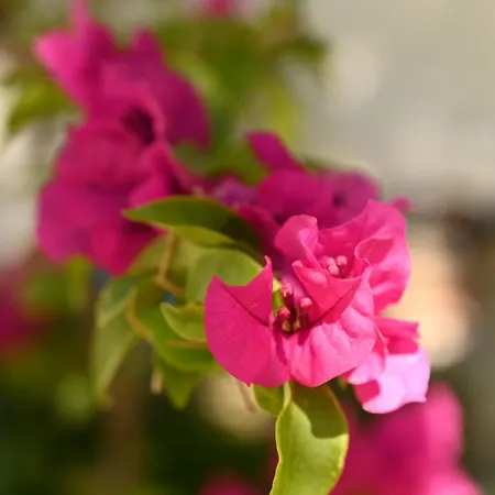 Niche Boutique Hotel 4*