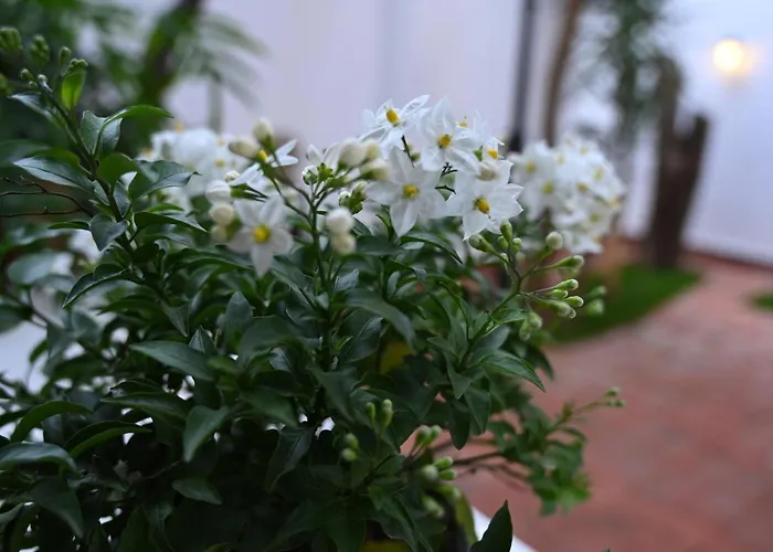 Niche Boutique 4* Tiran