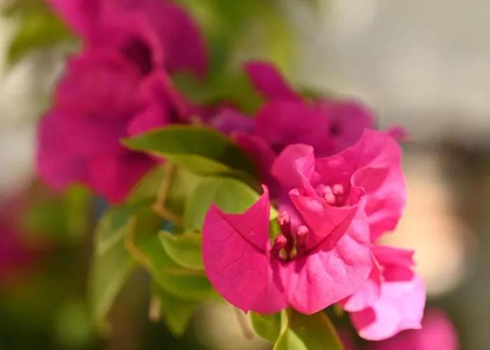 Niche Boutique Otel 4*